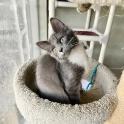 Photo of Cinders