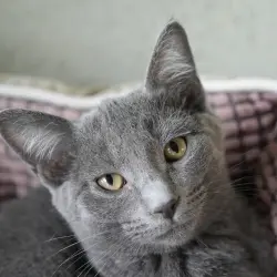 Photo of Clementine