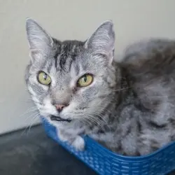 Photo of Cleopatra