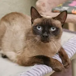 Photo of Coco