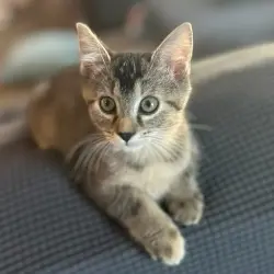 Photo of Daphne