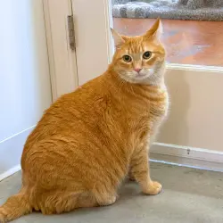Photo of Dexter