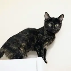 Photo of Diggie