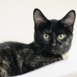 Photo of Diggie
