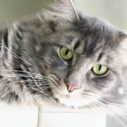Photo of Dodge