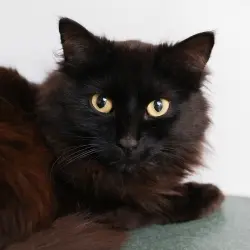 Photo of Dolce