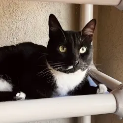 Photo of Domino