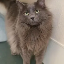 Photo of Echo