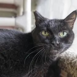 Photo of Etta