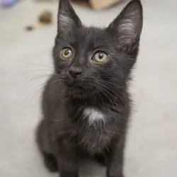 Photo of Fin