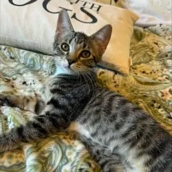 Photo of Firefly