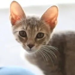 Photo of Flokee
