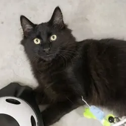 Photo of Fudge