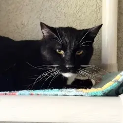 Photo of Gideon