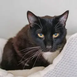 Photo of Gideon