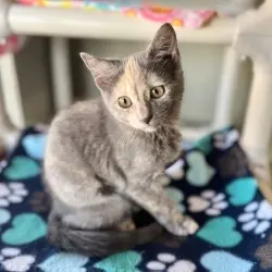 Photo of Gilbert