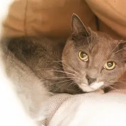 Photo of GusGus