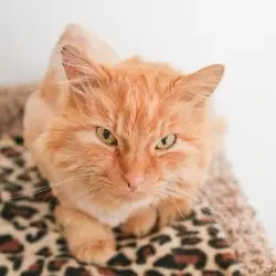 Photo of Hendrix