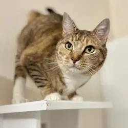 Photo of Honey