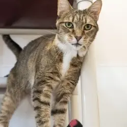 Photo of Honey Bug
