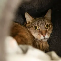 Photo of Honey Bug