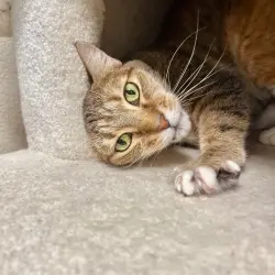Photo of Honey Bug