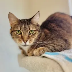 Photo of Honey Bug