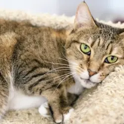 Photo of Honey Bug