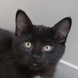 Photo of Honeydew