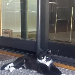 Photo of Black young boy cat