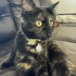 Photo of Binx