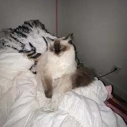 Photo of Suki 