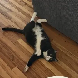 Photo of Meatball