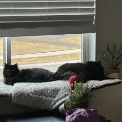 Photo of Nebula & Nova 