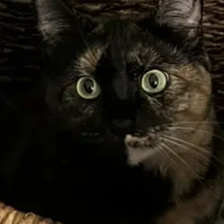 Photo of Momo