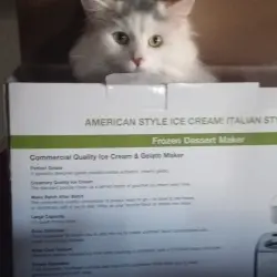 Photo of Apollo