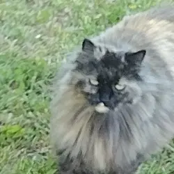 Photo of Hortense