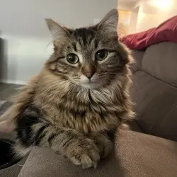 Photo of Snickers