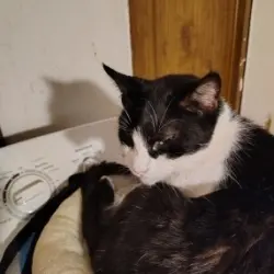 Photo of Domino