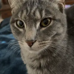 Photo of Miss Kitty