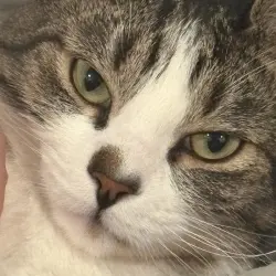 Photo of Rocket 