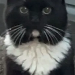 Photo of Tuxedo with white socks in the back and white paws, white chin, and collar. 