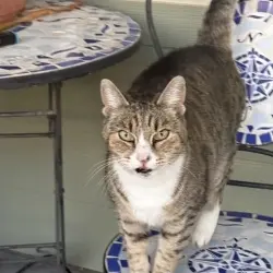 Photo of Grey stripped with white paws 