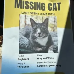 Photo of Bagheera 