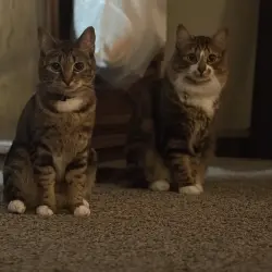 Photo of Terrance (m) (Dmh) Tulip (f) (dsh)