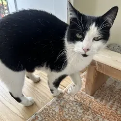 Photo of Black and white kitty