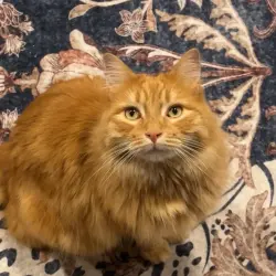 Photo of Vinnie