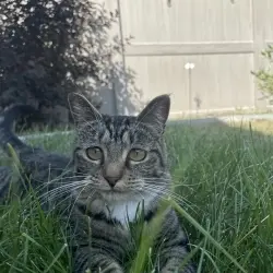 Photo of Small tabby cat