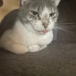Photo of Cleo