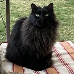 Photo of Chaco